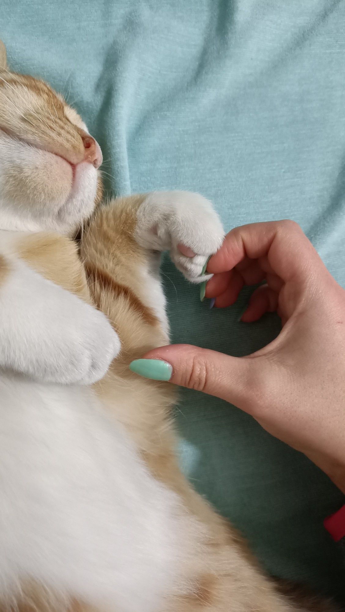 Fotoğrafta da belli olduğu gibi resmen mışıl mışıl yatarken bakımını yaptık